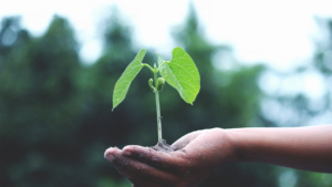 A sapling sitting on top of a person's extended palm.